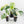 Monstera Deliciosa Mint Variegated NOID (Intermediate Form) *Grower's Choice*