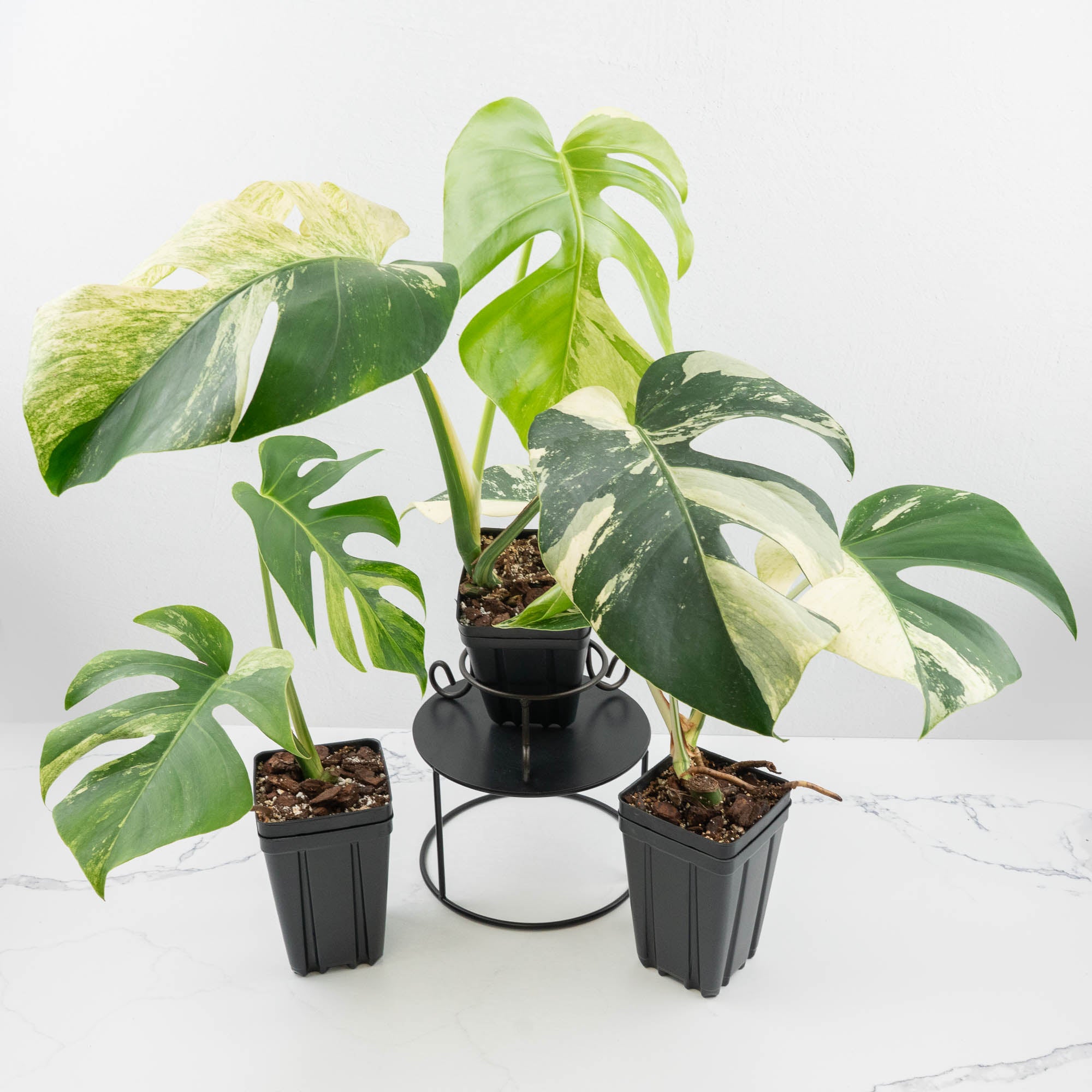 different kinds of monstera deliciosa Monstera Deliciosa Mint Variegated NOID (Intermediate Form) *Grower's Choice*