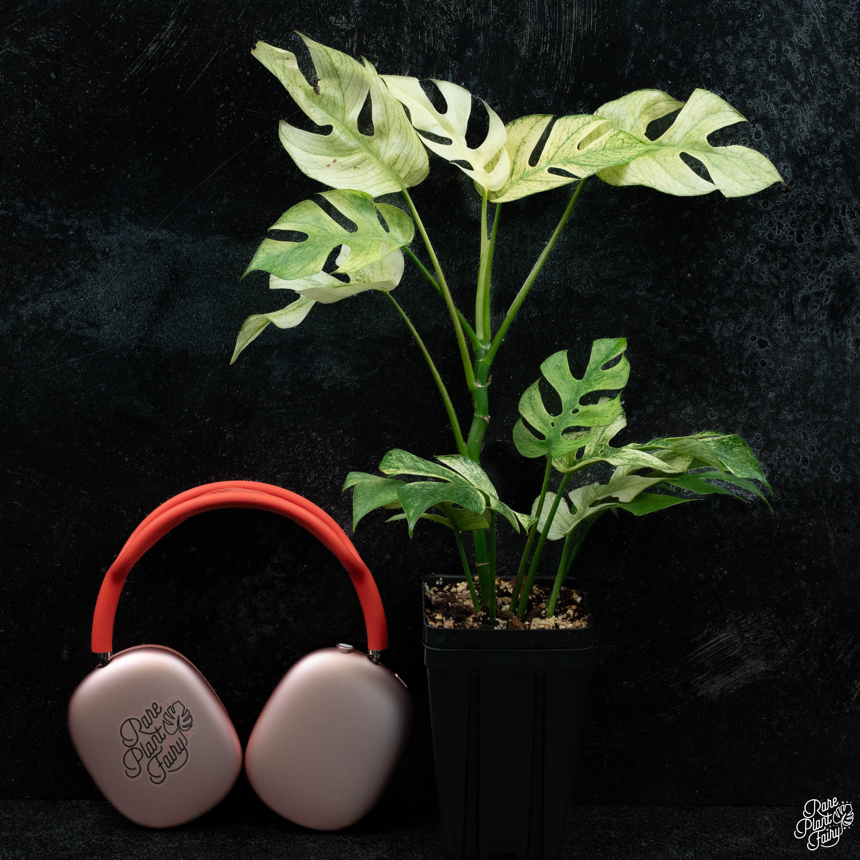 rhaphidophora tetrasperma potting mix Rhaphidophora tetrasperma mint aka 'White Monster' variegated *Grower's Choice*