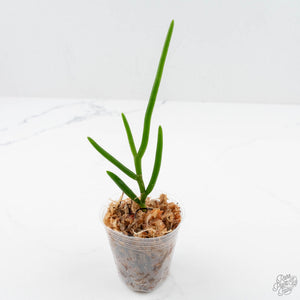 Papilionanthe Teres 'Olympic Rings' Orchid *Grower's Choice*