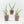 Papilionanthe Teres 'Olympic Rings' Orchid *Grower's Choice*