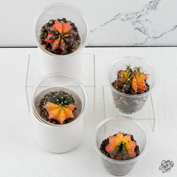 Gymnocalycium Mihanovichii Variegated Cactus *Grower's choice*