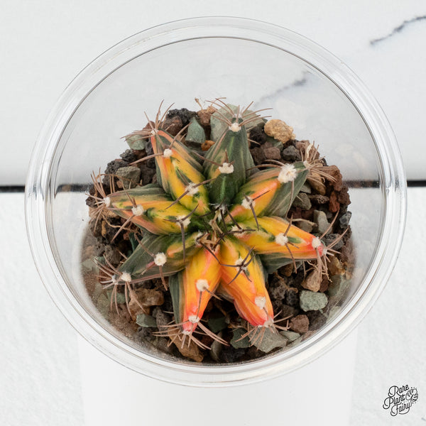 Gymnocalycium Mihanovichii Variegated Cactus *Grower's choice*