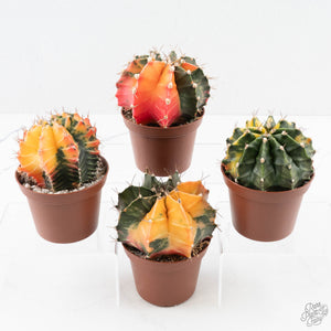 Gymnocalycium Mihanovichii Variegated Cactus *Grower's Choice*