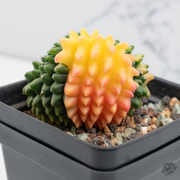 Gymnocalycium Mihanovichii Inermis Cristata ‘Spineless’ Variegated Cactus (wk43-H)