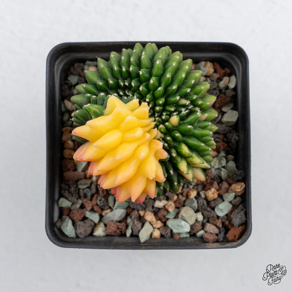 Gymnocalycium Mihanovichii Inermis Cristata ‘Spineless’ Variegated Cactus (wk43-H)