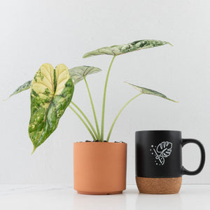 Alocasia baginda 'Dragon Scale' Albo Variegated