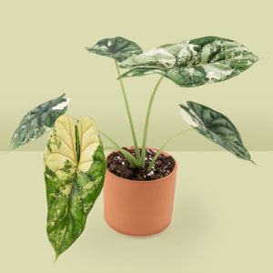Alocasia baginda 'Dragon Scale' Albo Variegated