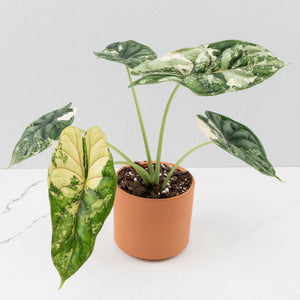 Alocasia baginda 'Dragon Scale' Albo Variegated