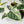 Alocasia baginda 'Dragon Scale' Albo Variegated