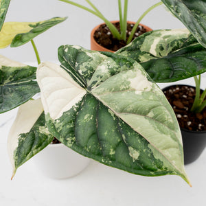 Alocasia baginda 'Dragon Scale' Albo Variegated