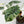 Alocasia baginda 'Dragon Scale' Albo Variegated