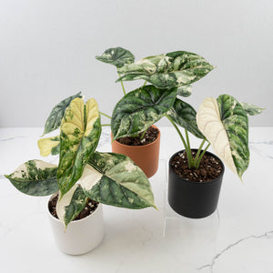 Alocasia baginda 'Dragon Scale' Albo Variegated