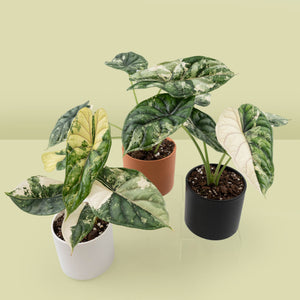 Alocasia baginda 'Dragon Scale' Albo Variegated