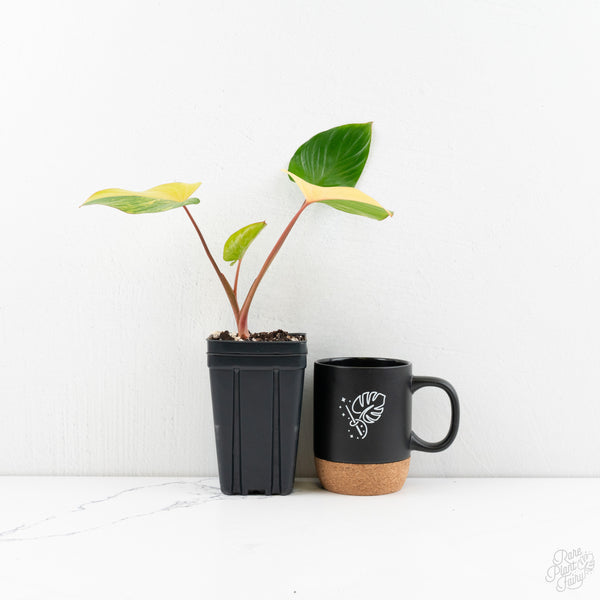 Homalomena Rubescens Aurea Variegated (wk9-R)