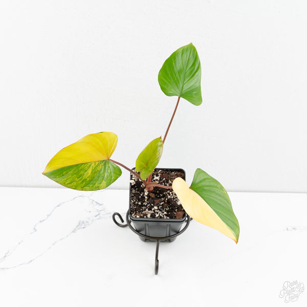 Homalomena Rubescens Aurea Variegated (wk9-R)