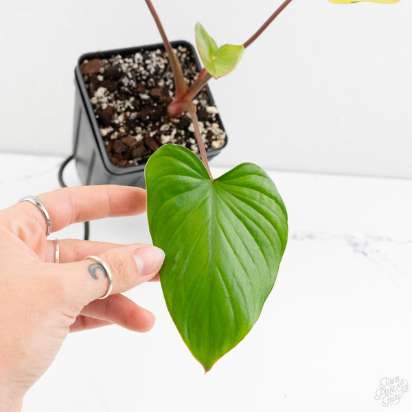 Homalomena Rubescens Aurea Variegated (wk9-R)