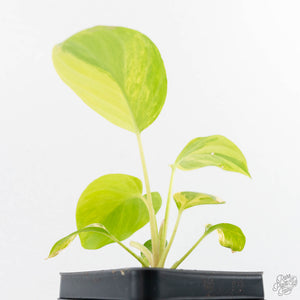 Homalomena Rubescens Aurea Variegated (wk29-D)