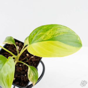 Homalomena Rubescens Aurea Variegated (wk29-D)