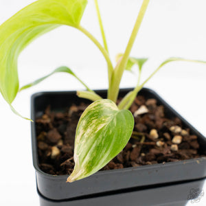 Homalomena Rubescens Aurea Variegated (wk29-D)
