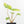 Homalomena Rubescens Aurea Variegated (wk30-P)
