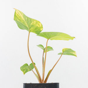 Homalomena Rubescens Aurea Variegated (wk30-P)