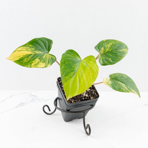 Homalomena Rubescens Aurea Variegated (wk30-P)