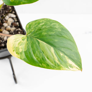 Homalomena Rubescens Aurea Variegated (wk30-P)