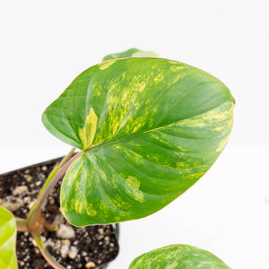 Homalomena Rubescens Aurea Variegated (wk30-P)