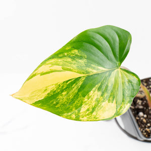 Homalomena Rubescens Aurea Variegated (wk30-P)