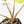 Homalomena Rubescens Aurea Variegated (wk30-P)