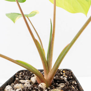 Homalomena Rubescens Aurea Variegated (wk30-P)