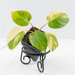 Homalomena Rubescens Aurea Variegated (wk36-L127)