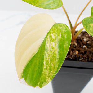 Homalomena Rubescens Aurea Variegated (wk36-L127)