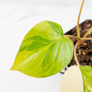 Homalomena Rubescens Aurea Variegated (wk36-L127)