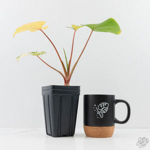 Homalomena Rubescens Aurea Variegated (wk25-C)
