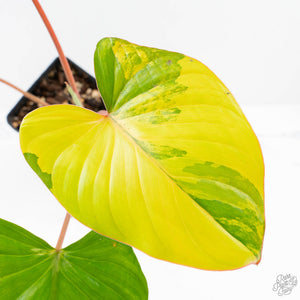 Homalomena Rubescens Aurea Variegated (wk25-C)