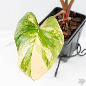 Homalomena Rubescens Aurea Variegated (wk25-C)