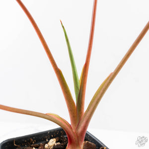 Homalomena Rubescens Aurea Variegated (wk25-C)
