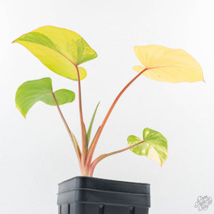 Homalomena Rubescens Aurea Variegated (wk25-C)