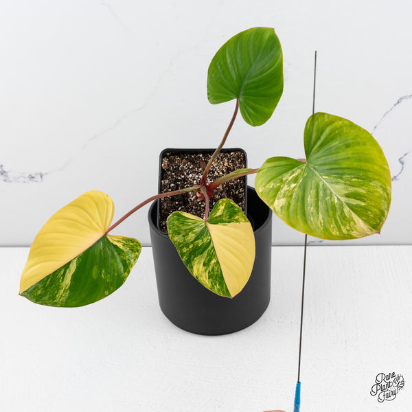 Homalomena Rubescens Aurea Variegated (wk42-A)