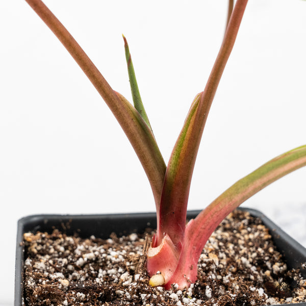 Homalomena Rubescens Aurea Variegated (wk42-A)