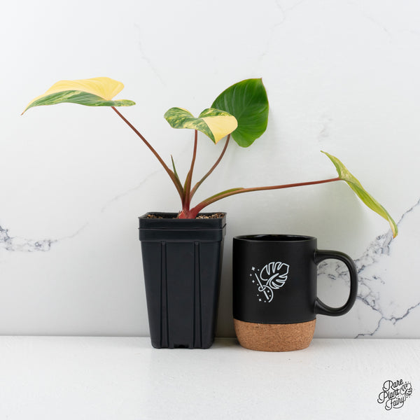 Homalomena Rubescens Aurea Variegated (wk42-A)