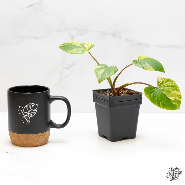 Homalomena Rubescens Aurea Variegated (wk3-I)