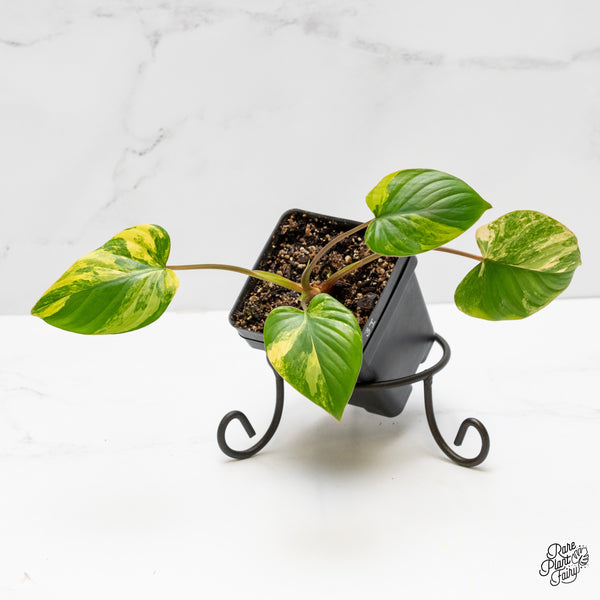 Homalomena Rubescens Aurea Variegated (wk3-I)