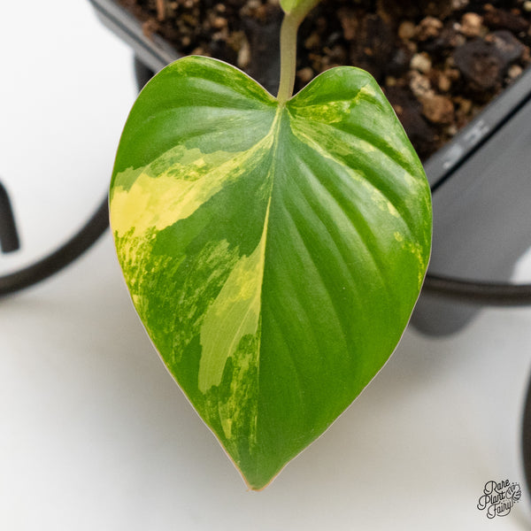 Homalomena Rubescens Aurea Variegated (wk3-I)