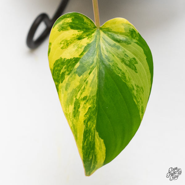 Homalomena Rubescens Aurea Variegated (wk3-I)