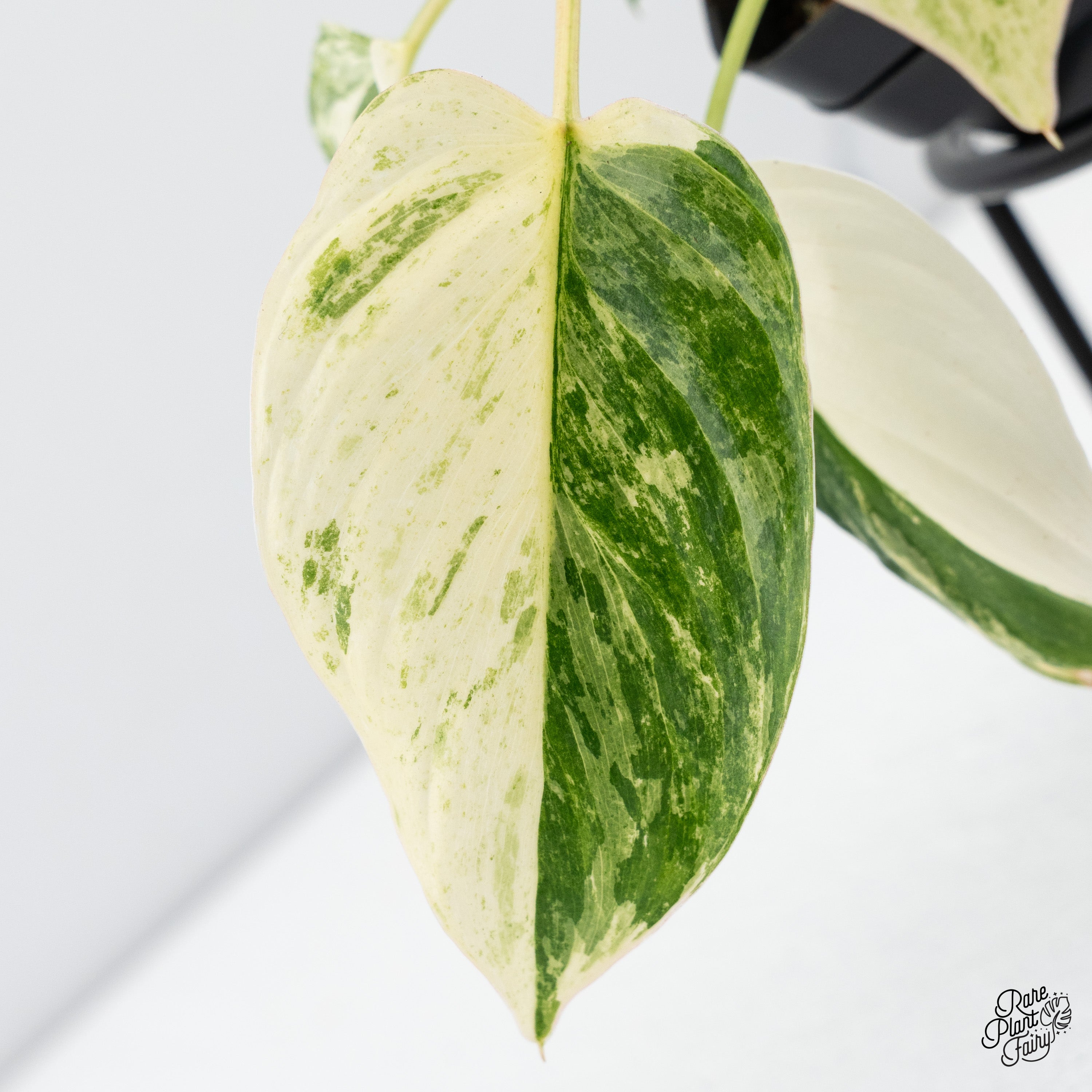 Homalomena_FullCheese_2025-10-