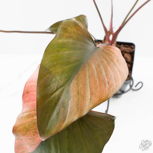Homalomena cf. Aromatica (Spreng.) Variegated 'Pink Diamond' (wk24-C)