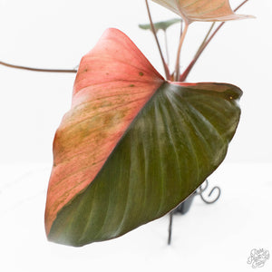 Homalomena cf. Aromatica (Spreng.) Variegated 'Pink Diamond' (wk24-C)